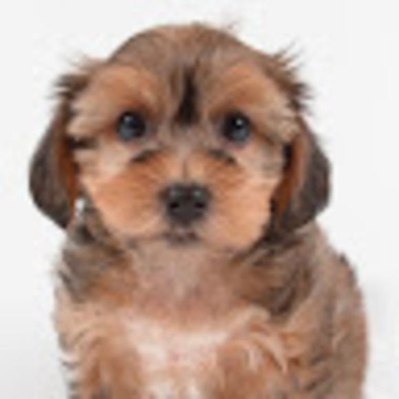 Meet your Posher, Lexi - Picture 1 of 1